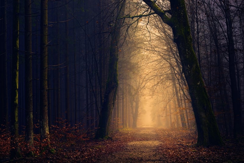 Mystical Forest
